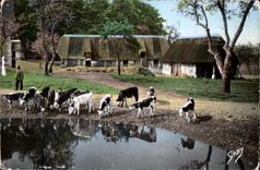 CPSM La Normandie Aux abords de la mare Vaches 