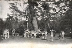 Brest - Gazelles - Louis Gautier - 31Rue de Paris - CPA