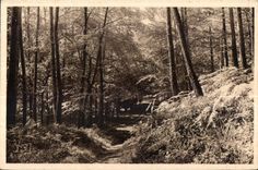 Huelgoat - Road in the forest - CPA