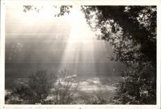 Huelgoat - Crossbred Fall - in the forest - CPA