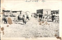 CPA Djibouti Parc has Boeufs Dimensions of Somalis