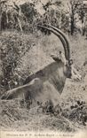 CPA Mission P P du Saint Esprit L Antilope Afrique 