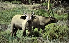CPA Faune Africaine Couple de jeunes Buffles