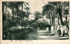 CPA Algerie Dans La Palmeraie