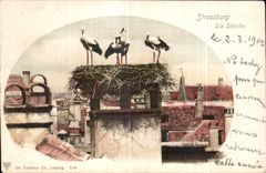 CPA Strasburg Die Storche Storks