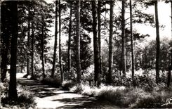 CPA Bligny Les Laricios