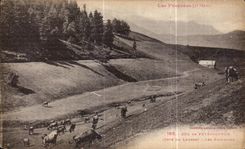 CPA the Pyrenees Collar of Peyresourde (Dimension of Louron) pastures