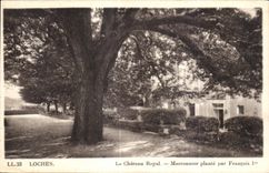 CPA Loches Le Royal Castle Chestnut tree plants by Francois 1st