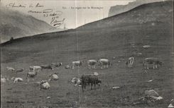 CPA Le Repos Sur La Montagne Vaches 