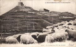 CPA the Summit of Puy de Dome Sheep Sheep