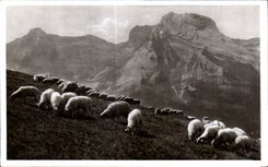 CPA the Peak of Ger Seen of the Collar Aubisque Sheep Sheep