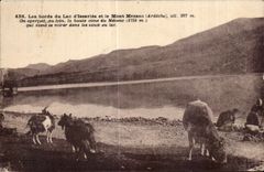 CPA edges of the lake Issarles and the Mount Mezeno Ardeche alt 997m Cows Goat Goat Lavender fields