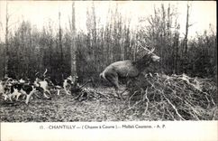 CPA Chantilly Hallali Courante Chasse a courre Hunting Chiens Cerf