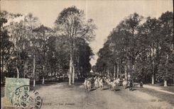 CPA Compiegne Les Avenues Chevaux Cheval Horse 