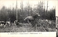 CPA Chantilly (Chasses a Courre) Hallali Courante Cerf et chiens Dogs Hunting 