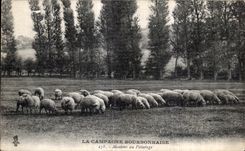 CPA La campagne Bourbonnaise Moutons au Paturage Sheep
