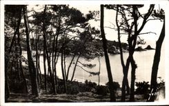 CPA Ile de Brehat Cotes du Nord Les pins et la mer