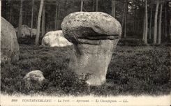 CPA Fontainebleau La Foret Apremont le champignon 