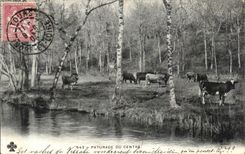 CPA Paturage Du Centre Vaches