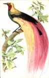 CPA Large Bird of paradise Emerald bird bird