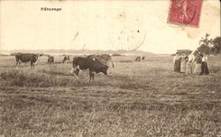 CPA Paturage Vaches