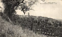 CPA Taza Morocco Seen through the Olive-trees