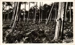 CPA With the Gascon Country gemmeous pines with the setting sun