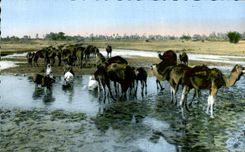Escenas y tipos de CPA un camello del camello del achaladee del pozo de la tienda
