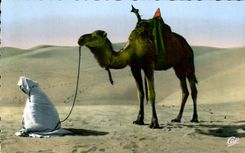 Escenas de CPA el rezo con el camello del camello del desierto