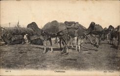 CPA Chameaux Camel 