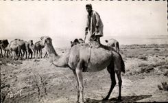 CPA Scenes Types Amusement dons le Sud Tunisie Chameau Camel 