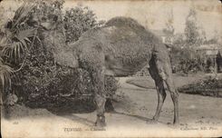 CPA Tunisie Chameau Camel Tunisie