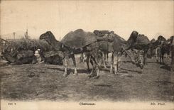 CPA Chameaux Camel Tunisie