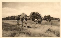 CPA Tunisia Sfax Hoeing of Olivers (Maacha)