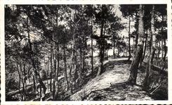 CPA La Baule Pines Under wood of the forest State protecting La Baule Pines from the winds of North