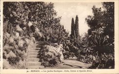 CPA Monaco Les Jardins Exotiques Aloes Cereus et opuntia divers