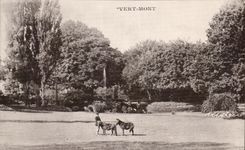 Caballo verde del caballo del potro de los potros del montaje de CPA