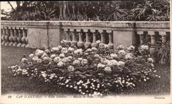 CPA Antibes Ville Eilenroc Massie de Roses