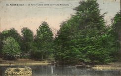 CPA Saint Cloud the Park Cedar Plants by Marie Antoinette