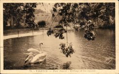 Charca de Jouvet del parque de la valencia de CPA y los cisnes del cisne
