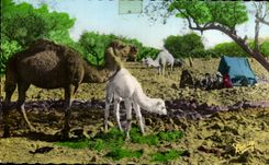 CPA Scenes   Types Chamelle et Chamelon