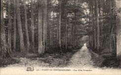 CPA Foret De Fontainebleau Une Allee Forestiere
