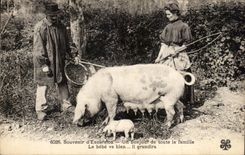 CPA Souvenir d Excursion Un bonjour de toute la Famille Le bebe va bien il grandira Cochon Pig 