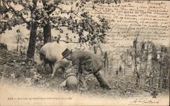 CPA Scene Du Centre Groupe Sympathique Cherchant la Truffe Cochon Pig 