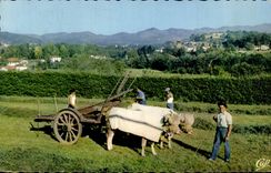 CPA Au Pays Basque Attelage Boeufs 
