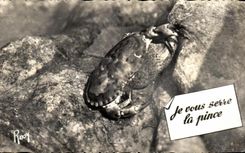 CPA En Vacances Je vous serre la pinceCrabe