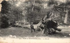 CPA Foret de Fontainebleau Le Briaree