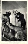 CPA Lourdes Le Chateau Fort Musee Pyreneen Salle de la Faune Pyreneenne Chamois Bear ours