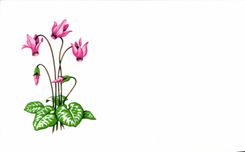 Carton format carte postale Fleurs