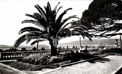 CPA Juan Les Pins Un Coin DEs Nouveaux Jardins